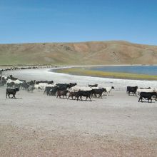 相当の数ですが、ちゃんと並んで行進しています。勝手に逃げない