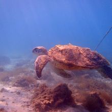 ウミガメと併走！？できます