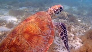 ウミガメに出会えて，もう感動です！