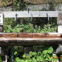 大雪山のおいしい湧水