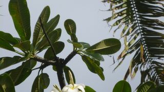 まったりお散歩コース