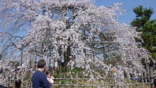 宇治といえば桜！