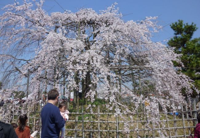 宇治といえば桜！