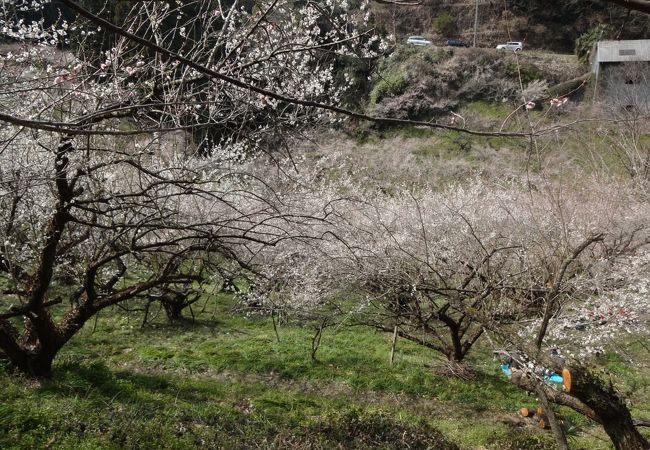 賀名生梅林 クチコミ アクセス 営業時間 五條 フォートラベル 賀名生梅林 クチコミ アクセス 営業時間 五條 フォートラベル