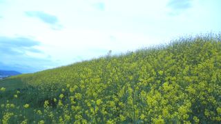 枚方方面からは鷺打橋を渡った所を左折し堤防上から駐車場へ