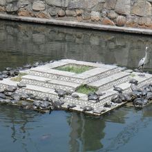 亀がたくさん♪