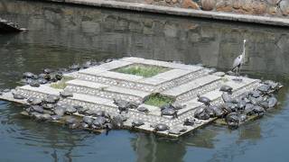 亀がたくさんいた♪