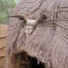 エズルウィニ渓谷の「スワジ文化村」