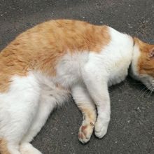 すぐに猫が出て来て出迎えてくれた