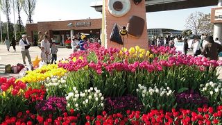 チューリップまつり
