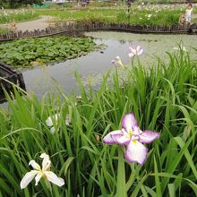 小岩菖蒲園