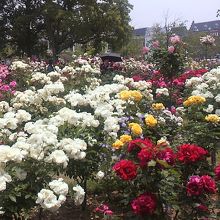 バラ祭り