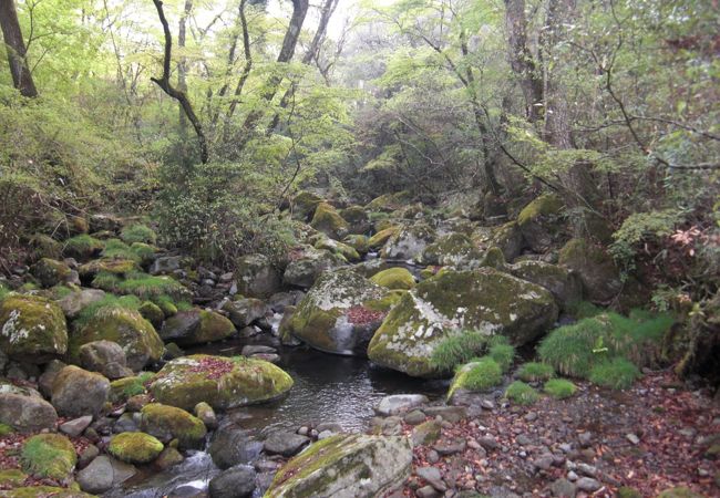 黒川温泉の穴場です。