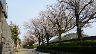 龍馬が鍛錬した日根野道場跡は、今は市内の隠れたお花見スポットです