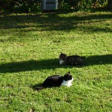 どこにでもにゃんこがいる