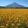 山中湖 花の都公園