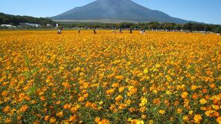 山中湖 花の都公園