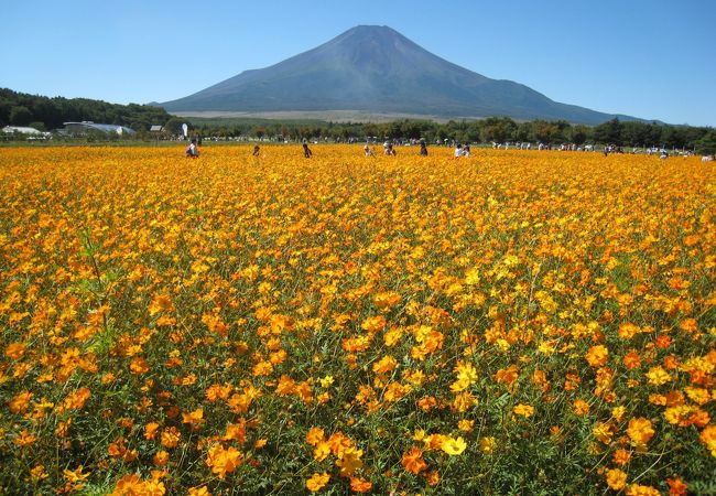 山中湖 花の都公園