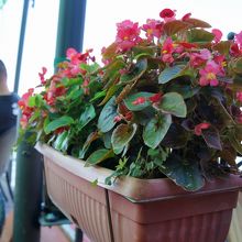 きれいなお花はゼラニウム？それともブーゲンビリア？