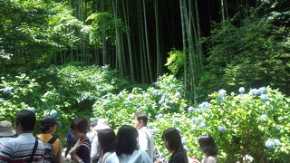 アジサイの数と同様、人の数もすごい