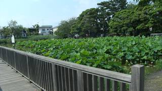 蓮池/桜小路公園