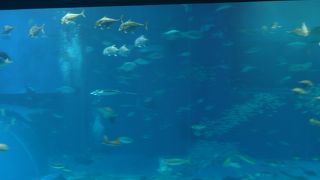 大きな水槽で魚が涼しそうに泳いでいます