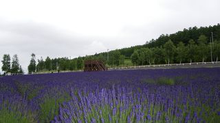 ラベンダー畑が見たいなら朝がお勧め
