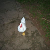 敷地内でアヒルがお散歩