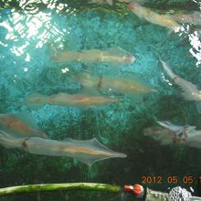 店内に泳いでいます