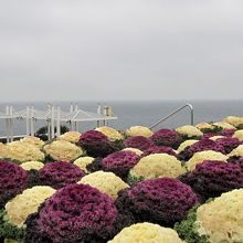 葉ボタンが綺麗でした