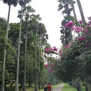 巨大植物園