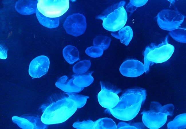 京都水族館 クチコミ アクセス 営業時間 京都駅周辺 フォートラベル 京都水族館 クチコミ アクセス 営業時間 京都駅周辺 フォートラベル