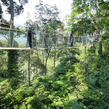 キャノピーウォーク