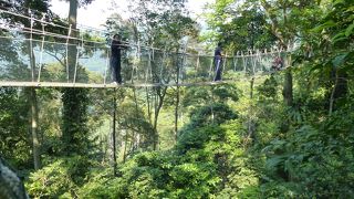 キャノピーウォークはおすすめです