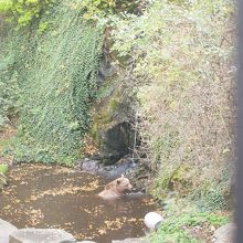 飼われている熊さん