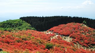 一目百万本のつつじ