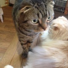 遊び盛りの猫がたくさん By けい Catroom こるねのクチコミ フォートラベル 遊び盛りの猫がたくさん By けい Catroom こるねのクチコミ フォートラベル