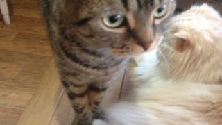 遊び盛りの猫がたくさん By けい Catroom こるねのクチコミ フォートラベル 遊び盛りの猫がたくさん By けい Catroom こるねのクチコミ フォートラベル