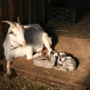 小動物とジェラート