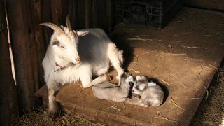 小動物とジェラート