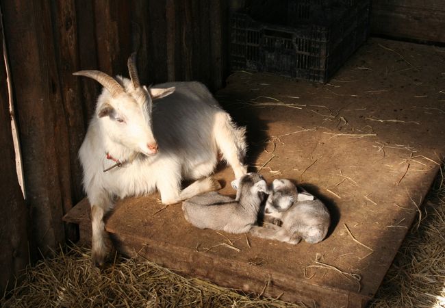 小動物とジェラート