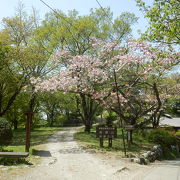 いろんな種類の桜が植えられている