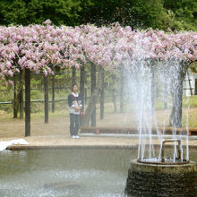 噴水公園。藤棚をバックに