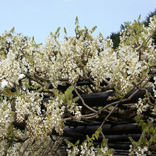 一部は咲き誇っていました。