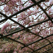 ピーク時には紫の藤のカーテンが見られるようです。