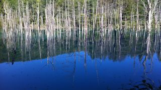 お天気次第ですが、きれいな青い池が観られます。