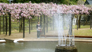 今年の藤の開花ピークは5月上旬！夜はライトアップも。
