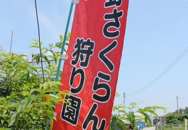 天野さくらんぼ狩り園