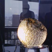 ニュースになってたあのボール！発見