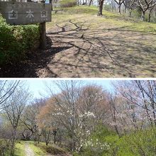 ２０１３年４月下旬は、桜はちらほらだった臼木山。新緑がきれい
